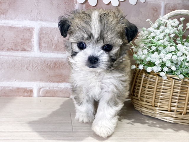 岡山県のペキマル/マルペキ(ペキニーズ×マルチーズ) (ペッツファースト倉敷店/2025年9月12日生まれ/女の子/フォーンホワイト)の子犬の1枚目の画像