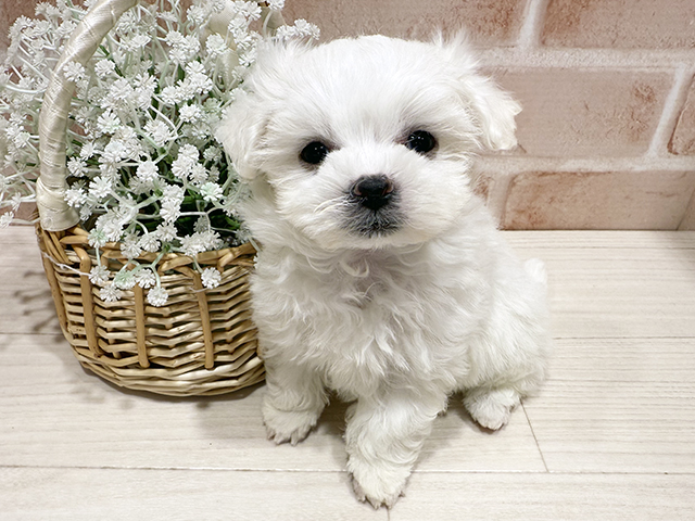 東京都のペキマル/マルペキ(ペキニーズ×マルチーズ) (ペッツファースト町田店/2025年9月12日生まれ/男の子/クリーム)の子犬の1枚目の画像