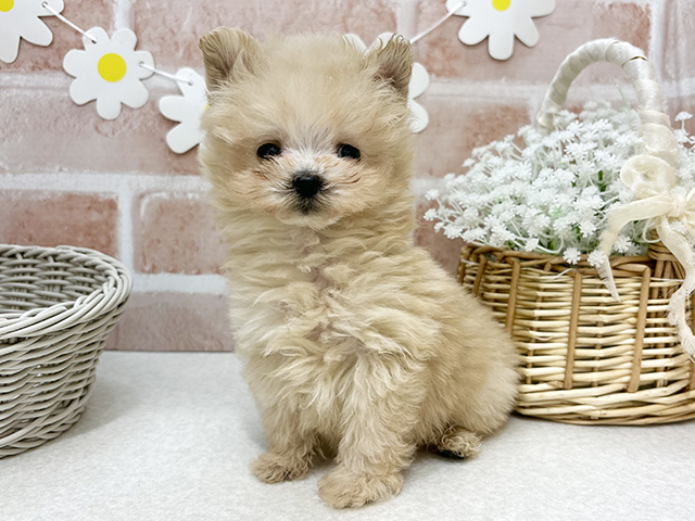 東京都のポメプー(ポメラニアン×プードル) (ペッツファーストお台場店/2025年9月12日生まれ/女の子/アプリコット)の子犬