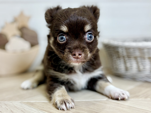 東京都のチワワ(ロング) (ペッツファースト昭島店/2025年9月12日生まれ/男の子/チョコレートタンホワイト)の子犬の1枚目の画像