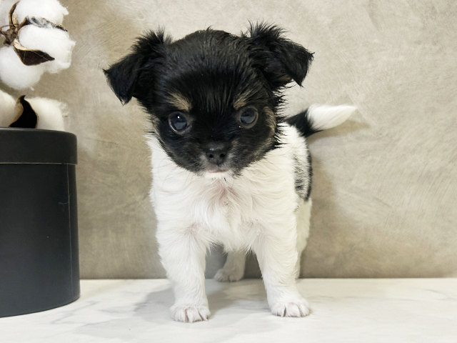 愛知県のチワワ(ロング) (ペッツファースト名古屋栄店/2025年9月12日生まれ/女の子/ホワイトブラックタン)の子犬