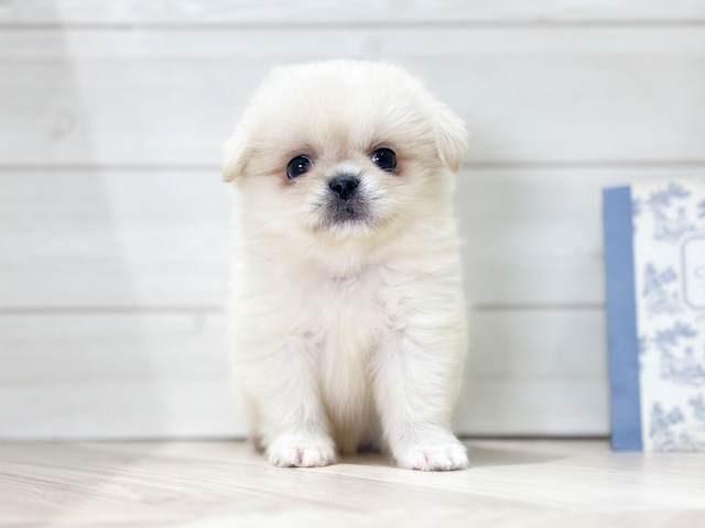 大阪府のペキポメ/ポメペキ(ペキニーズ×ポメラニアン) (ペッツファースト梅田店/2025年9月11日生まれ/女の子/クリームホワイト)の子犬