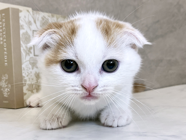 奈良県のスコティッシュフォールド (ペッツファースト橿原店/2025年9月7日生まれ/男の子/レッドタビーホワイト)の子猫の1枚目の画像