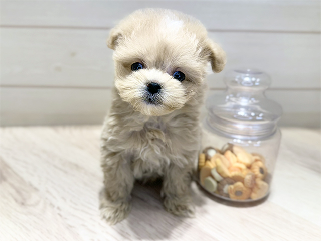 群馬県のマルプー(マルチーズ×プードル) (ペッツファースト高崎店/2025年9月13日生まれ/女の子/アプリコット)の子犬の1枚目の画像