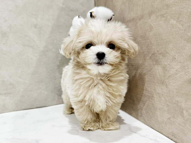 東京都のマルプー(マルチーズ×プードル) (ペッツファースト中野店/2025年9月13日生まれ/男の子/クリームホワイト)の子犬の1枚目の画像