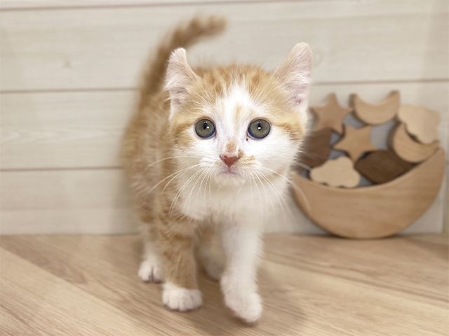 千葉県のアメリカンカール (ペッツファーストららぽーとTOKYO-BAY店/2025年9月7日生まれ/女の子/レッドタビーホワイト)の子猫