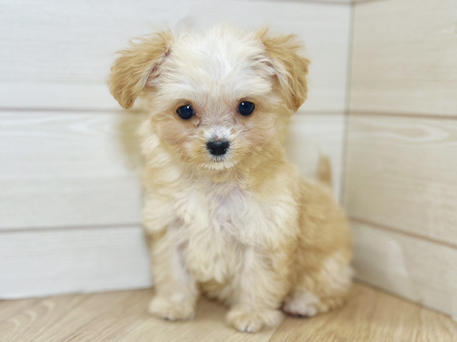 東京都のチワプー/プーチー(チワワ×プードル) (ペッツファースト昭島店/2025年9月12日生まれ/女の子/アプリコット)の子犬の1枚目の画像