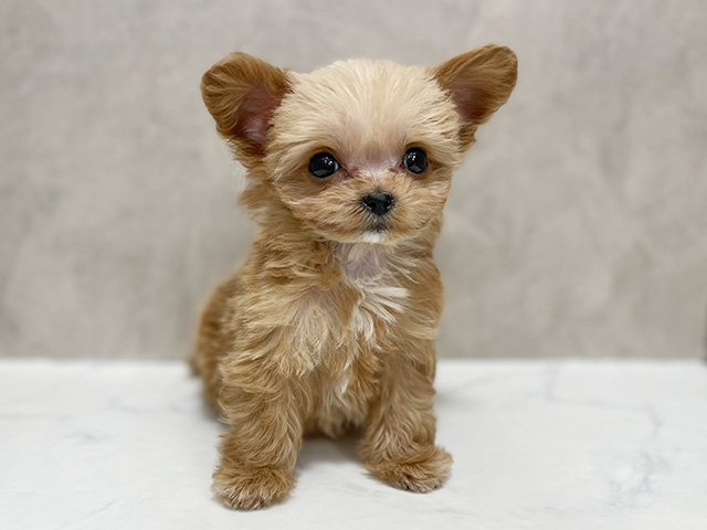 東京都のチワプー/プーチー(チワワ×プードル) (ペッツファースト池袋店/2025年9月12日生まれ/男の子/アプリコット)の子犬