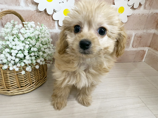 静岡県のチワプー/プーチー(チワワ×プードル) (ペッツファースト富士南店/2025年9月13日生まれ/男の子/アプリコット)の子犬の1枚目の画像