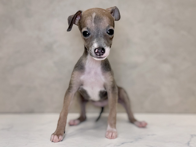 埼玉県のイタリアングレーハウンド (ペッツファーストPETEMOレイクタウンmori店/2025年9月13日生まれ/女の子/フォーンホワイト)の子犬の1枚目の画像