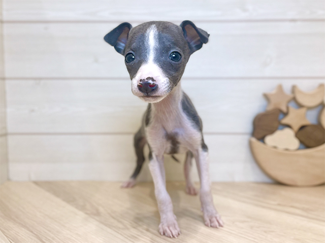 イタリアングレーハウンド