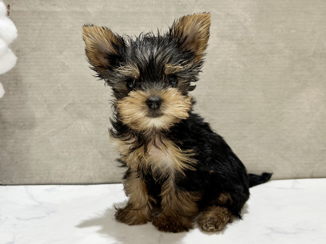 東京都のヨークシャーテリア (ペッツファースト中野店/2025年9月13日生まれ/男の子/スチールブルータン)の子犬