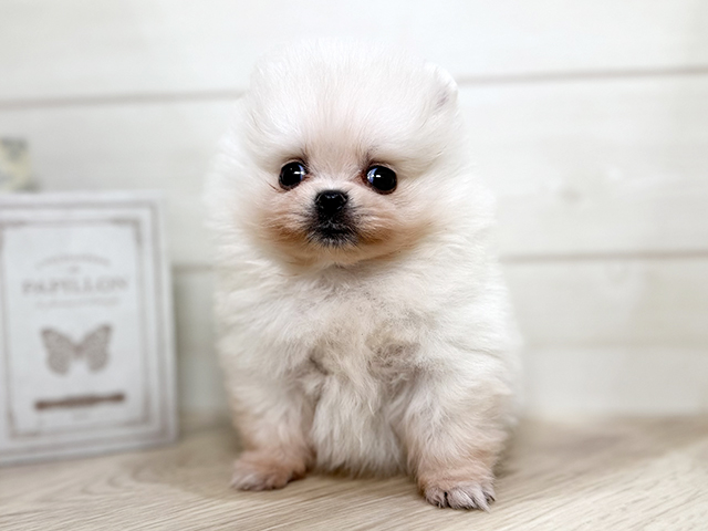 大阪府のポメラニアン (ペッツファースト梅田店/2025年9月13日生まれ/女の子/クリーム)の子犬
