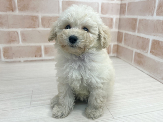 埼玉県のトイプードル(トイ) (ペッツファーストさいたま新都心店/2025年9月12日生まれ/女の子/クリーム)の子犬の1枚目の画像