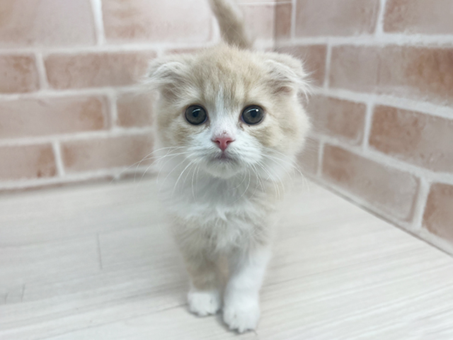 埼玉県のスコティッシュフォールド (ペッツファーストさいたま新都心店/2025年9月9日生まれ/男の子/クリームホワイト)の子猫の1枚目の画像