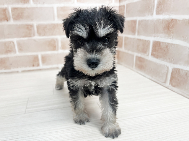 埼玉県のミニチュアシュナウザー (ペッツファーストさいたま新都心店/2025年9月10日生まれ/男の子/ブラックシルバー)の子犬の1枚目の画像