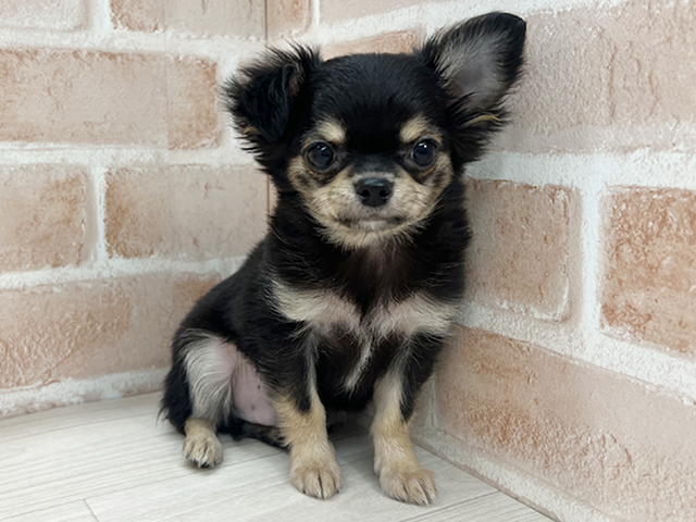 埼玉県のチワワ(ロング) (ペッツファーストさいたま新都心店/2025年9月10日生まれ/男の子/ブラックタン)の子犬の1枚目の画像