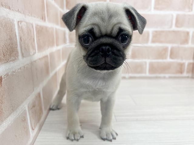 埼玉県のパグ (ペッツファーストさいたま新都心店/2025年9月12日生まれ/男の子/フォーン)の子犬の1枚目の画像