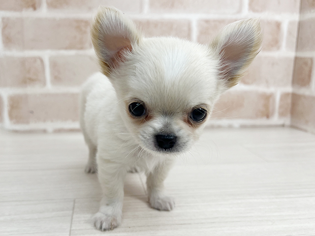 埼玉県のチワワ(ロング) (ペッツファーストさいたま新都心店/2025年9月12日生まれ/男の子/クリームホワイト)の子犬の1枚目の画像