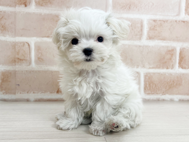 埼玉県のマルチーズ (ペッツファーストさいたま新都心店/2025年9月12日生まれ/男の子/ホワイト)の子犬の1枚目の画像