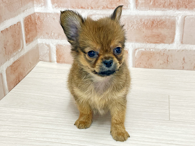 東京都のチワックス(チワワ×ダックス) (ペッツファースト八王子多摩美大前店/2025年9月8日生まれ/男の子/フォーン)の子犬