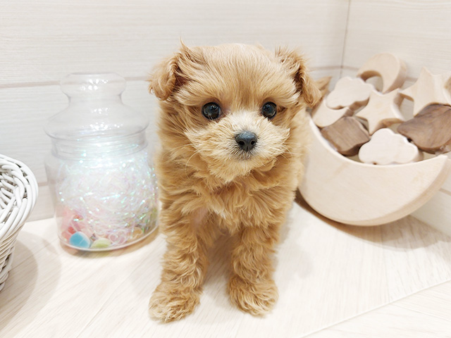 広島県のマルプー(マルチーズ×プードル) (ペッツファースト広島府中店/2025年9月14日生まれ/女の子/レッド)の子犬の1枚目の画像