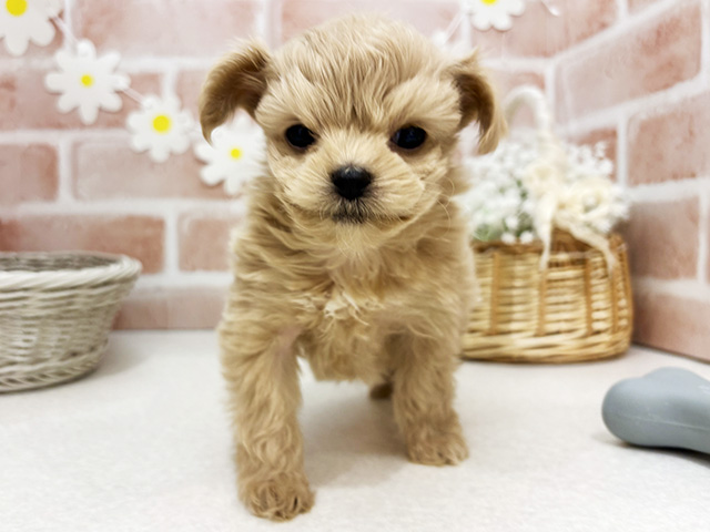 東京都のマルプー(マルチーズ×プードル) (ペッツファーストお台場店/2025年9月14日生まれ/女の子/クリームホワイト)の子犬の1枚目の画像