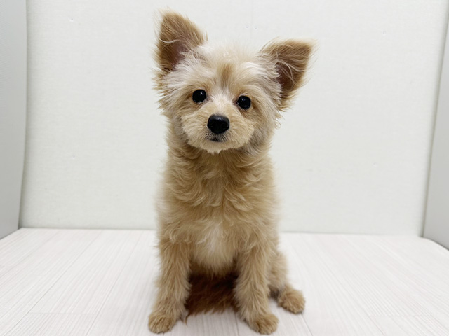 静岡県のポメプー(ポメラニアン×プードル) (ペッツファースト磐田店/2025年9月13日生まれ/女の子/アプリコット)の子犬の1枚目の画像