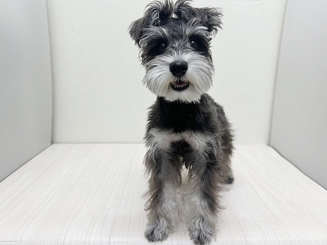 静岡県のミニチュアシュナウザー (ペッツファースト磐田店/2025年9月9日生まれ/男の子/ブラックシルバー)の子犬の1枚目の画像