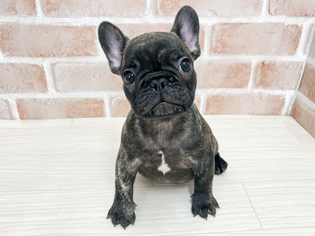 東京都のフレンチブルドッグ (ペッツファースト八王子多摩美大前店/2025年9月4日生まれ/男の子/ブリンドル)の子犬の1枚目の画像