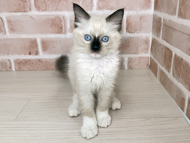大阪府のラグドール (ペッツファースト東大阪店/2025年8月28日生まれ/男の子/シールポイントミテッド)の子猫の1枚目の画像
