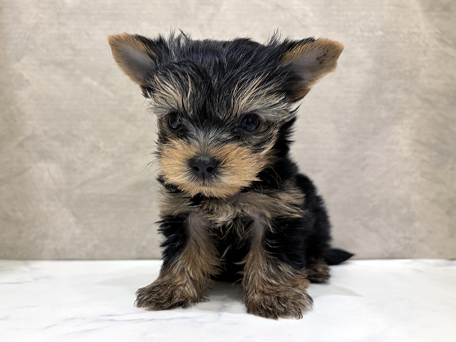 東京都のヨークシャーテリア (ペッツファーストららぽーと立川立飛店/2025年9月15日生まれ/男の子/スチールブルータン)の子犬の1枚目の画像