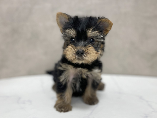 東京都のヨークシャーテリア (ペッツファースト池袋店/2025年9月15日生まれ/男の子/スチールブルータン)の子犬