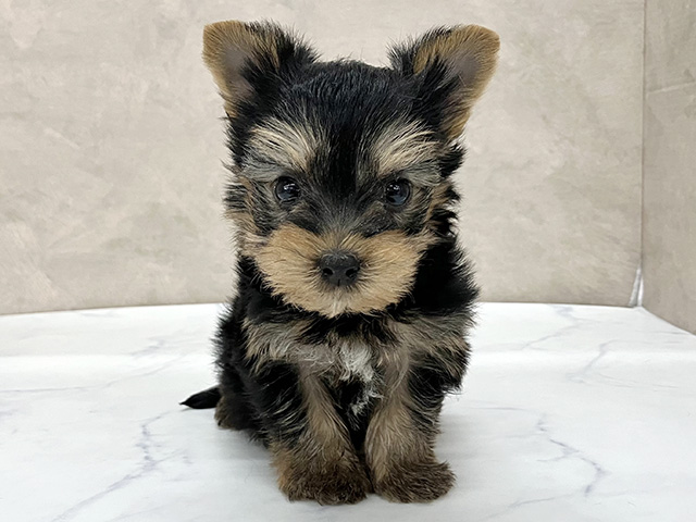 東京都のヨークシャーテリア (ペッツファースト八王子多摩美大前店/2025年9月15日生まれ/男の子/スチールブルータン)の子犬の1枚目の画像