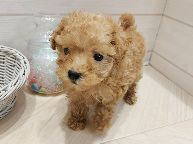 広島県のトイプードル(タイニー) (ペッツファースト広島府中店/2025年9月14日生まれ/男の子/アプリコット)の子犬の1枚目の画像