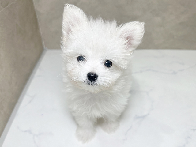 福岡県のポメマル/マルポメ(ポメラニアン×マルチーズ) (ペッツファースト福津店/2025年9月13日生まれ/男の子/ホワイト)の子犬の1枚目の画像