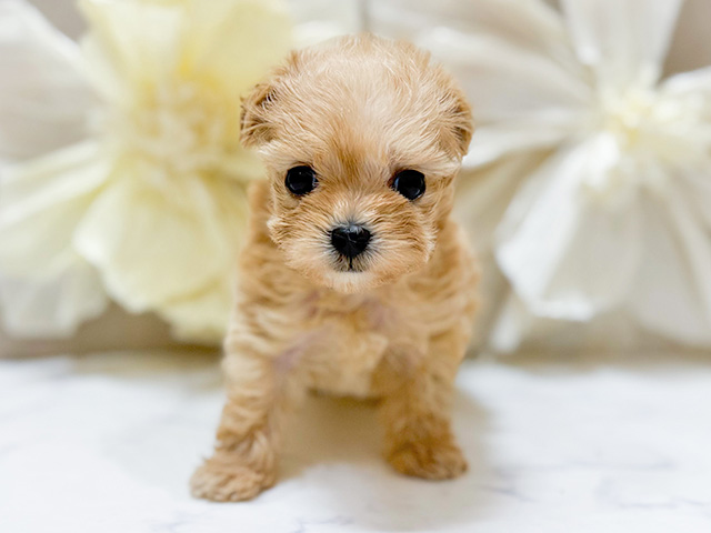 東京都のマルプー(マルチーズ×プードル) (ペッツファースト恵比寿店/2025年9月12日生まれ/女の子/アプリコット)の子犬の1枚目の画像