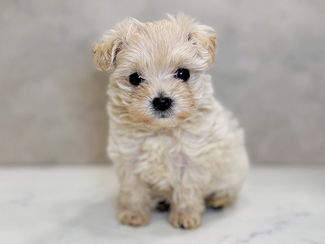 埼玉県のマルプー(マルチーズ×プードル) (ペッツファーストPETEMOレイクタウンmori店/2025年9月12日生まれ/女の子/アプリコット)の子犬の1枚目の画像