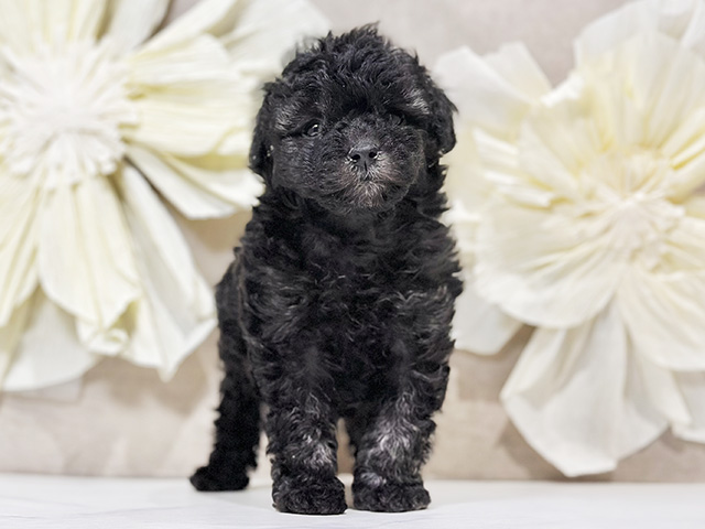 東京都のトイプードル(タイニー) (ペッツファースト原宿店/2025年9月14日生まれ/女の子/シルバー)の子犬の1枚目の画像