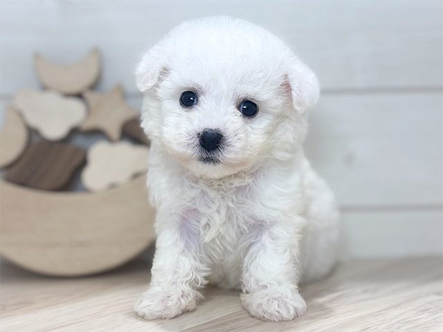 東京都のビションフリーゼ (ペッツファースト吉祥寺本店/2025年9月15日生まれ/女の子/ホワイト)の子犬