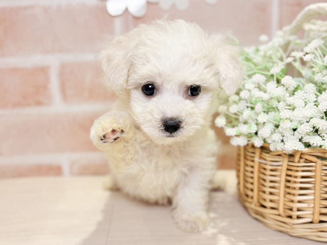 岡山県のビションフリーゼ (ペッツファースト倉敷店/2025年9月15日生まれ/女の子/ホワイト)の子犬の1枚目の画像