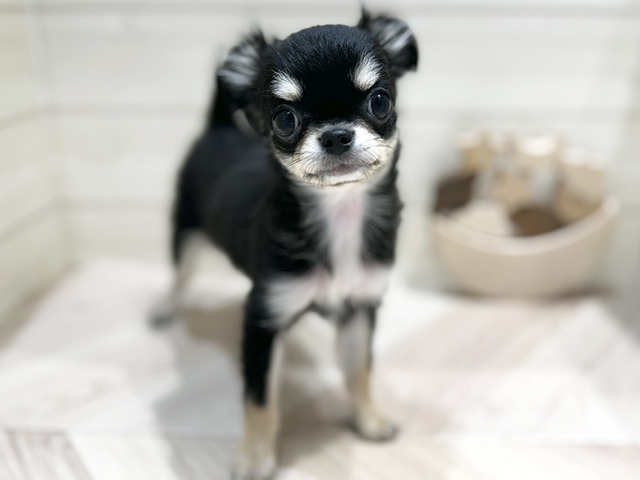 千葉県のチワワ(ロング) (ペッツファーストおゆみ野店/2025年9月15日生まれ/女の子/ブラックタン)の子犬の1枚目の画像