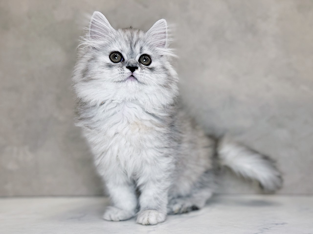 埼玉県のラガマフィン (ペッツファーストPETEMOレイクタウンmori店/2025年9月15日生まれ/女の子/シルバーパッチドタビー)の子猫の1枚目の画像