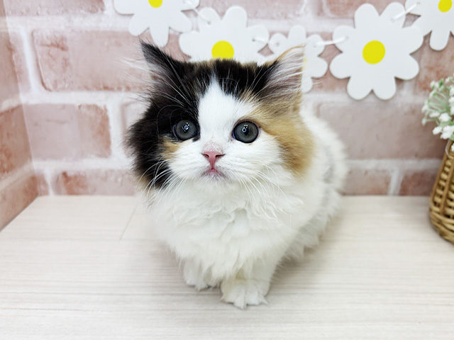 鹿児島県のラガマフィン (ペッツファースト鹿児島店/2025年9月15日生まれ/女の子/キャリコ)の子猫の1枚目の画像
