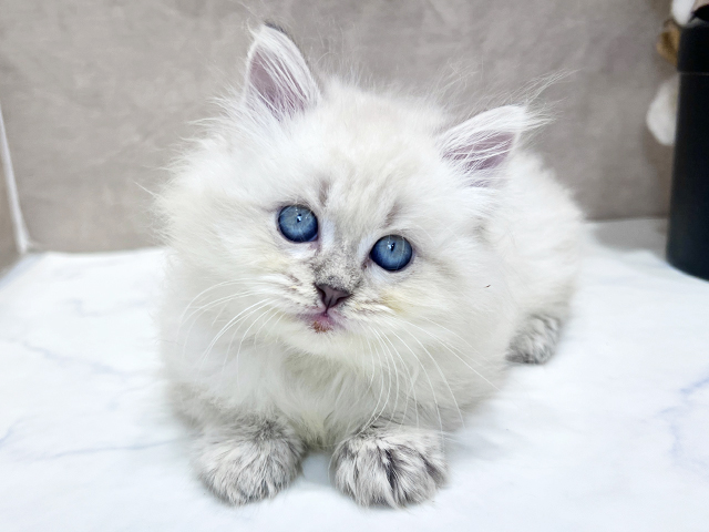 兵庫県のネヴァマスカレード (ペッツファースト神戸三宮センター街店/2025年9月13日生まれ/男の子/ブルーリンクスポイント)の子猫の1枚目の画像