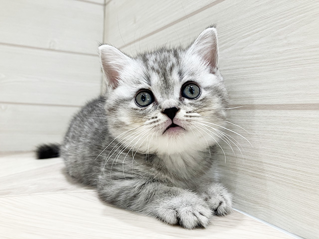 東京都のマンチカン (ペッツファースト豊洲店/2025年9月12日生まれ/男の子/シルバータビー)の子猫の1枚目の画像