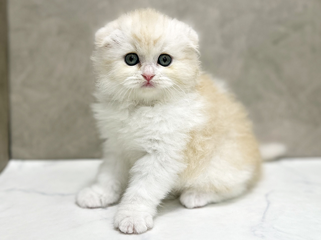 東京都のスコティッシュフォールド (ペッツファースト池袋店/2025年9月12日生まれ/女の子/クリームタビーホワイト)の子猫の1枚目の画像