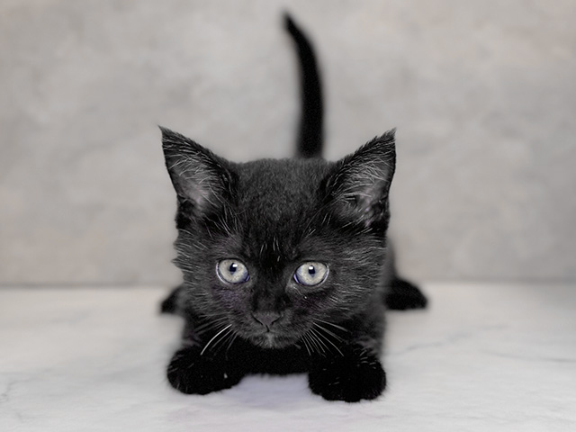 埼玉県のブリティッシュショートヘアー (ペッツファーストPETEMOレイクタウンmori店/2025年9月9日生まれ/女の子/チョコレート)の子猫の1枚目の画像