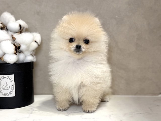 大阪府のポメラニアン (ペッツファースト茶屋町店/2025年9月6日生まれ/男の子/クリーム)の子犬の1枚目の画像