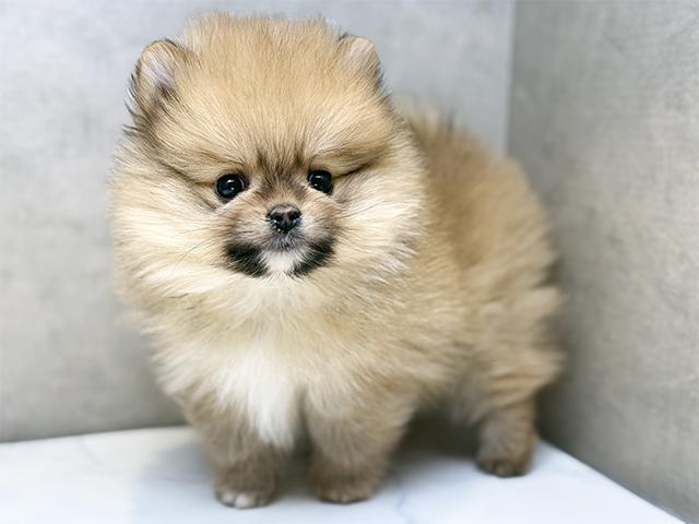 埼玉県のポメラニアン (ペッツファースト川口店/2025年9月15日生まれ/男の子/オレンジ)の子犬の1枚目の画像